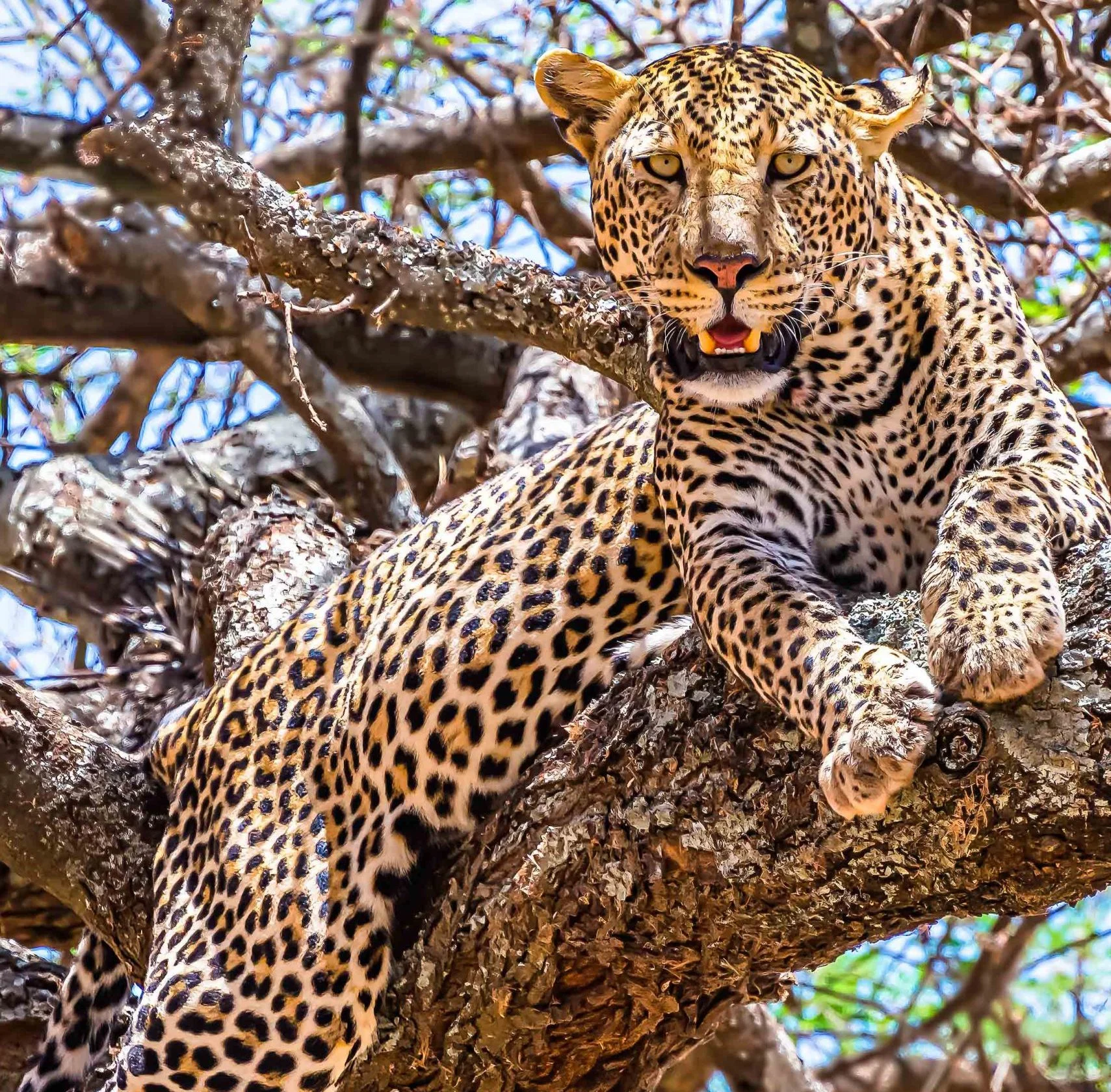 African leopard sitting on a tree looking around in a jungle