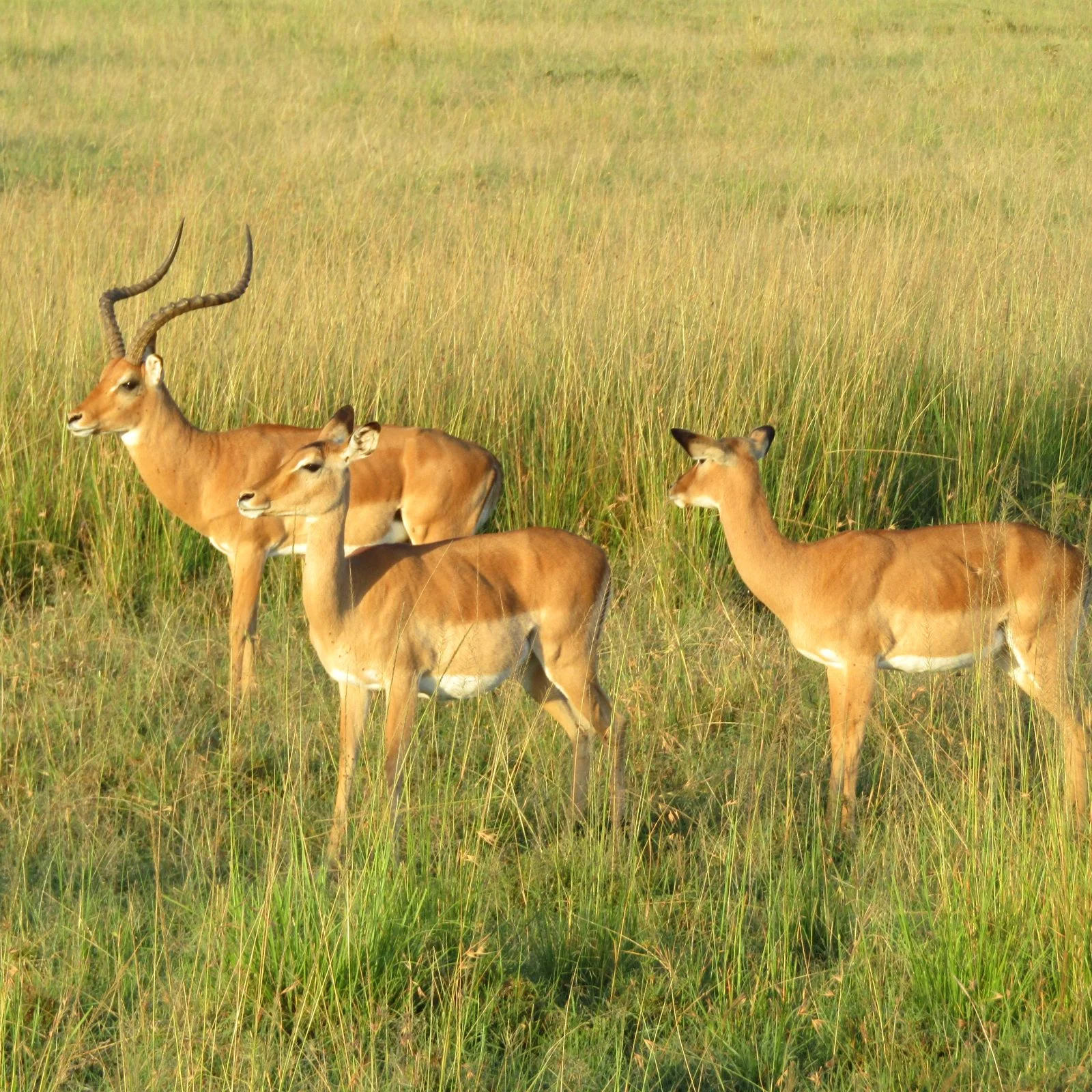 Maasai Mara Daily Group Departures