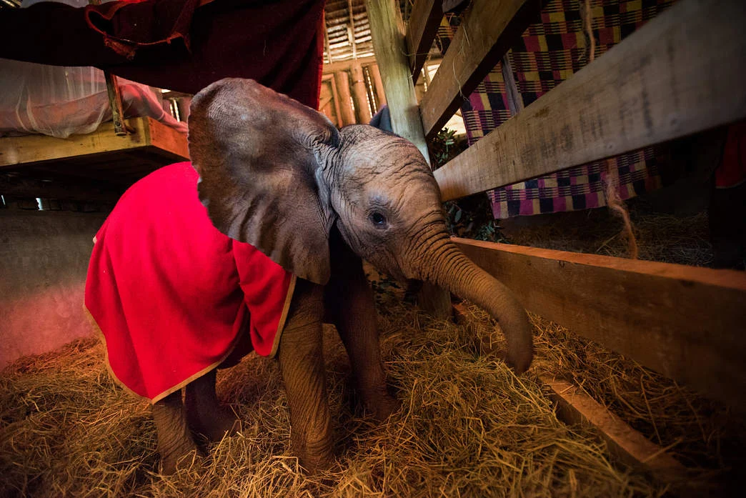 Elephant Orphanage (David Sheldrick)