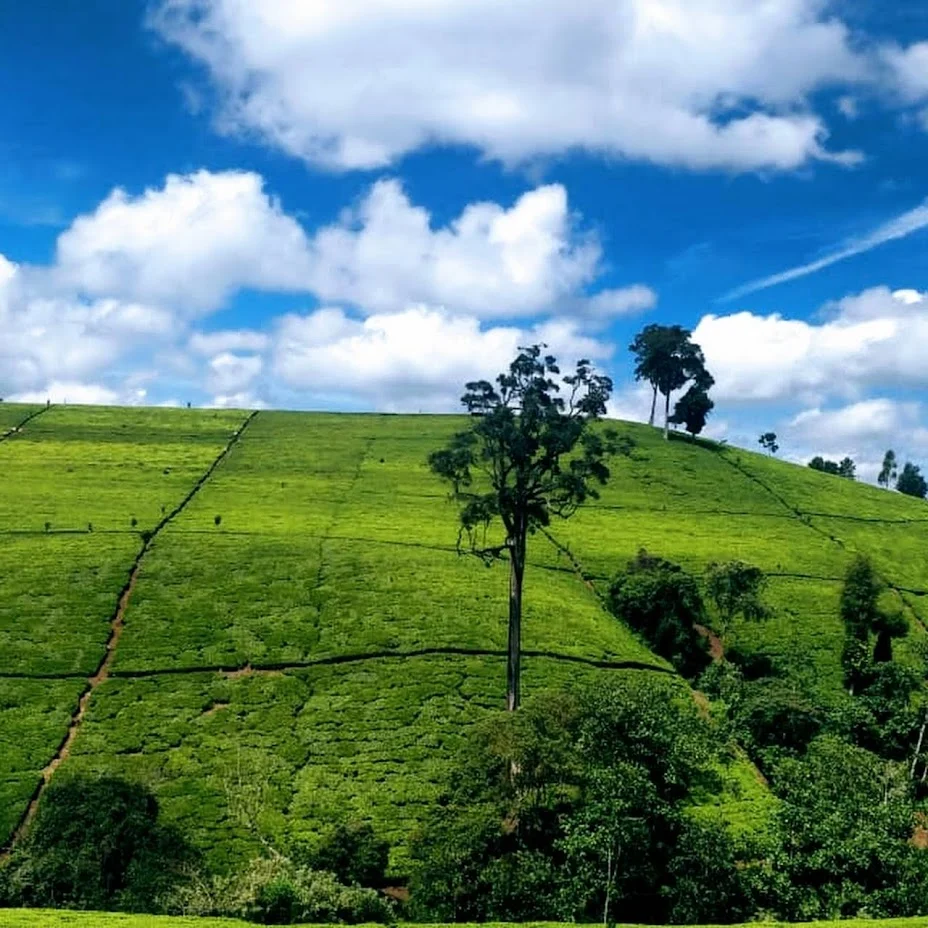 Experience Murang’a Farm Tour & Agikuyu Culture