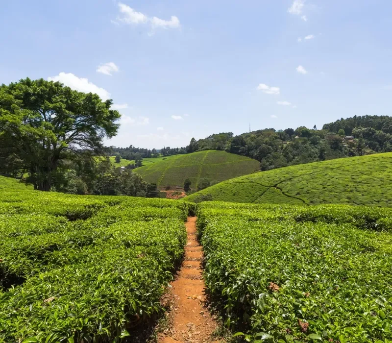 kiambethu-tea-farm