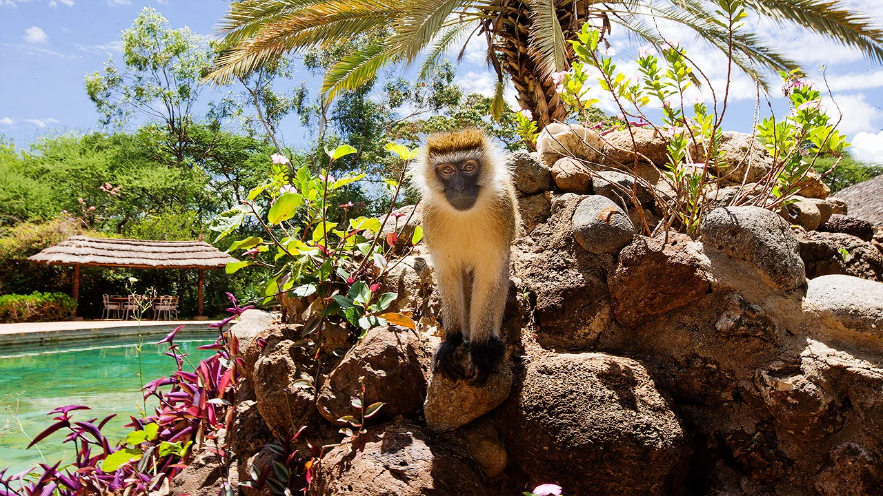 monkey-at-amboseli-sopa-lodge