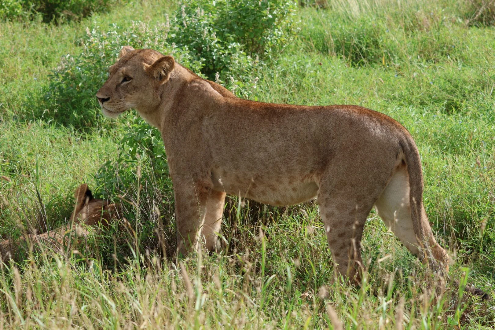 Lioness in mara